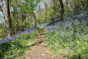 Bluebells on the path to Blackpool Mill