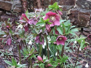 Hellebores are out in the garden now.